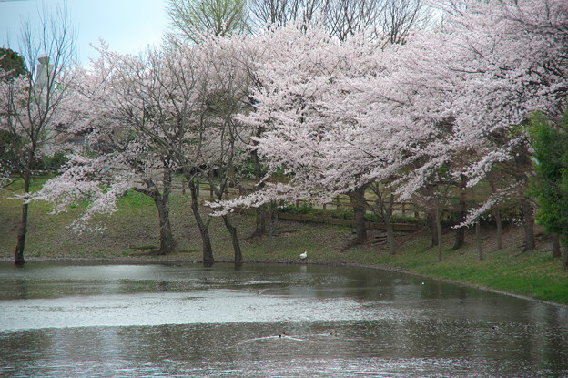 御伊勢塚公園の桜