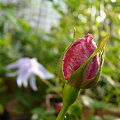 Photos: 090422　Rosa chinensis Semperflorens　ロサ・キネンシス・センパ・フローレンス