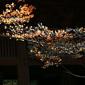 Photos: 初冬のモミジと二天門、妙本寺。