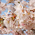 北の春桜