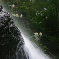 Photos: P1220898奈良尾の滝の白百合?