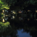 Photos: 兼六園ライトアップ　初夏の段　徽軫灯籠と霞ヶ池